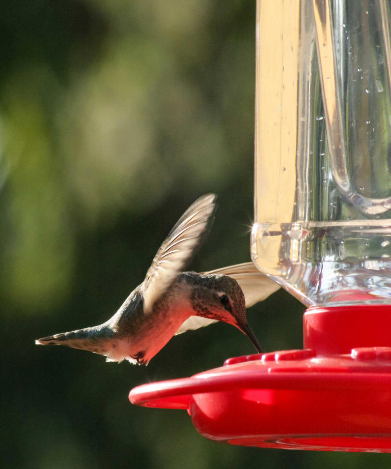 Why Do Hummingbird Feeders Drip 