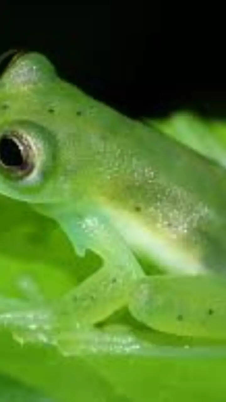 10 creatures with invisible skin