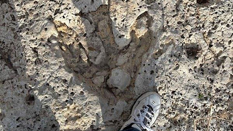 A photo of the three-clawed footprint shows it is a bit bigger than a human foot. - Courtesy Carl Stover