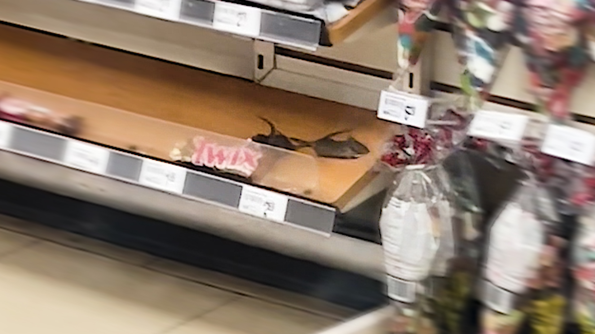 Group of mice grab a late night snack at 7Eleven store