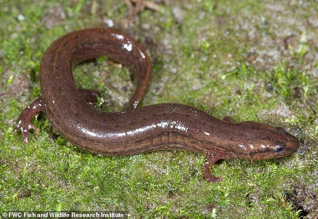 Rare and secretive creatures not seen in 33 years are found lurking in ...