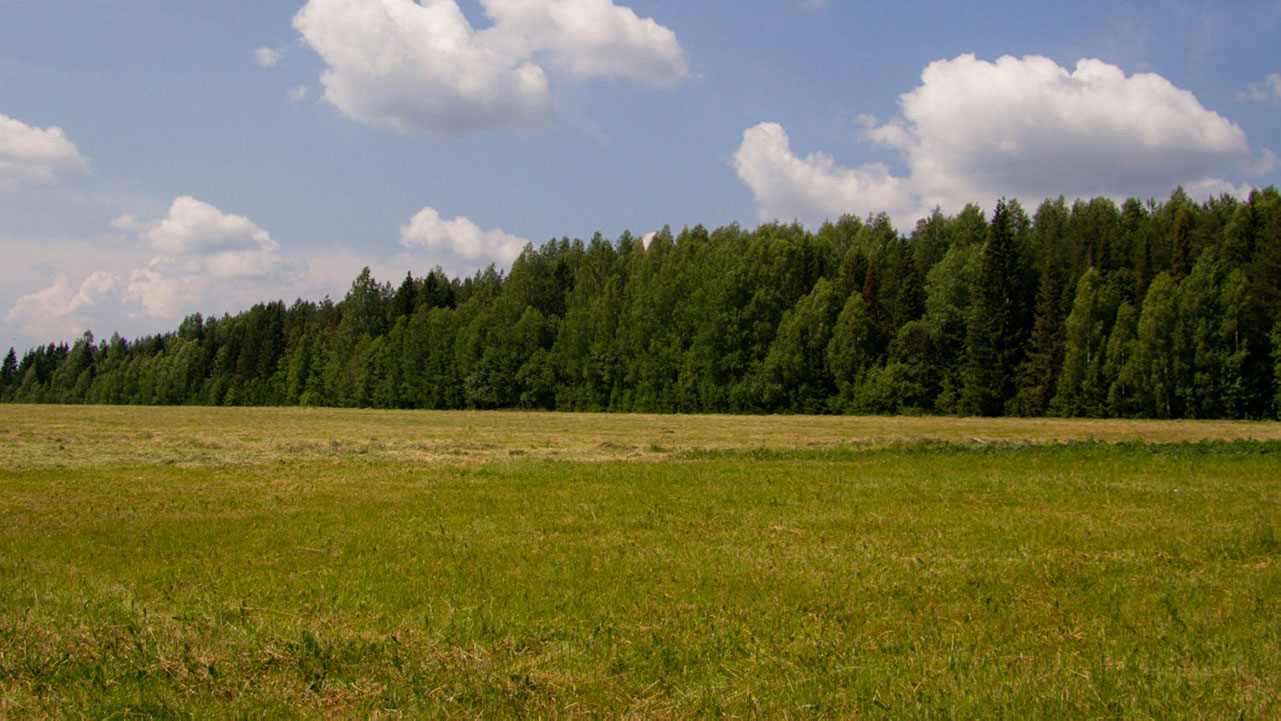 The Cheapest Way to Make Raw Land Livable (Most People Miss This)