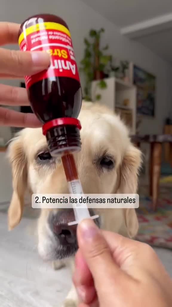 How I Boost My Dog’s Health with a Natural Supplement
