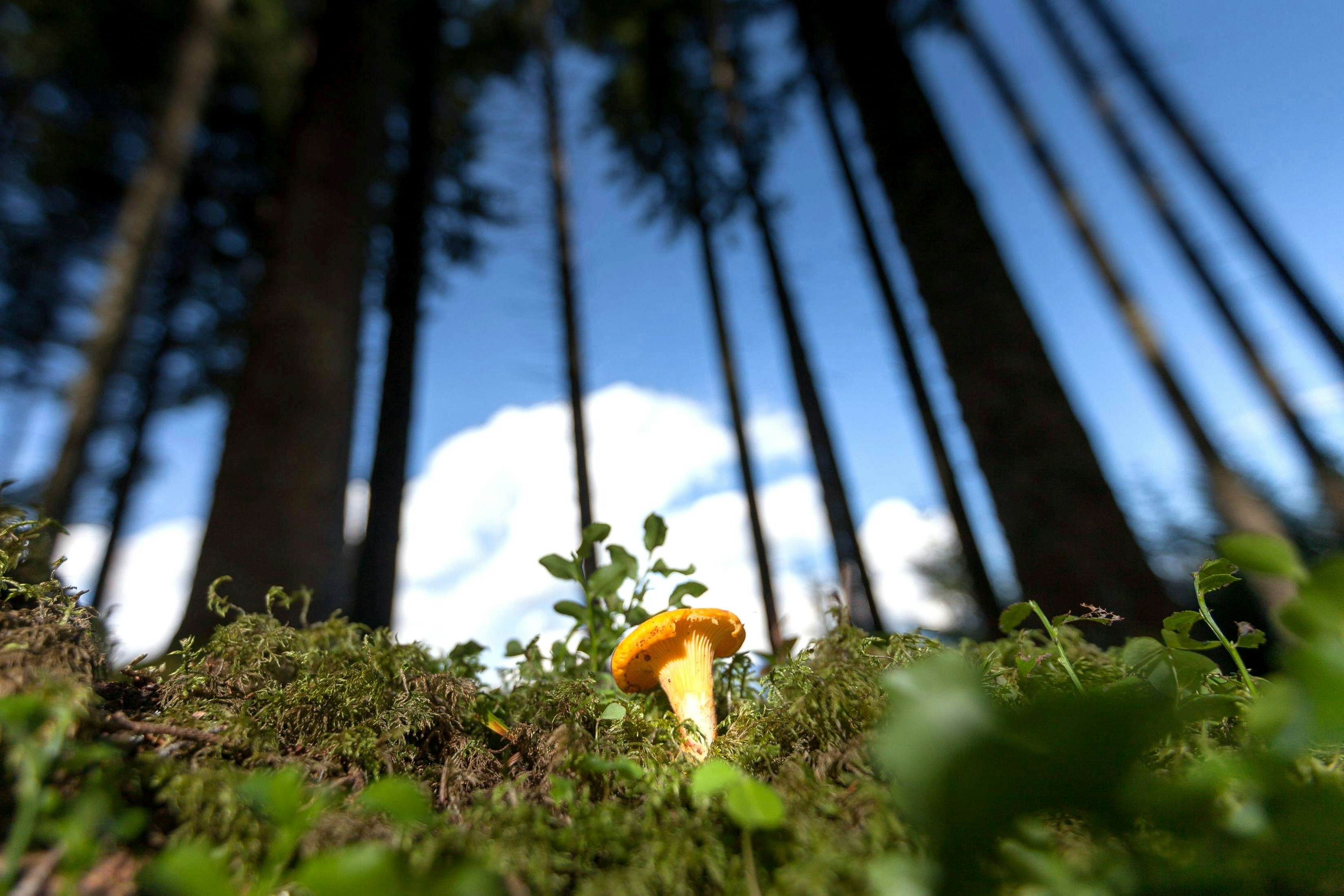 ist mariä himmelfahrt ein feiertag in passau