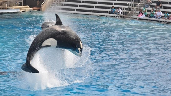 Jessica Radcliffe orca attack video: Killer whale clip fake, no trainer by that name exists