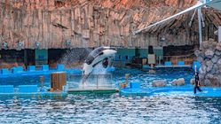 Link Foto dan Video Jessica Radcliffe Diserang Paus Orca Viral di