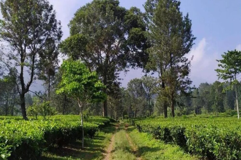 PTPN Jamin Pengelolaan Lahan Gunung Mas Puncak Bogor Sesuai Aturan