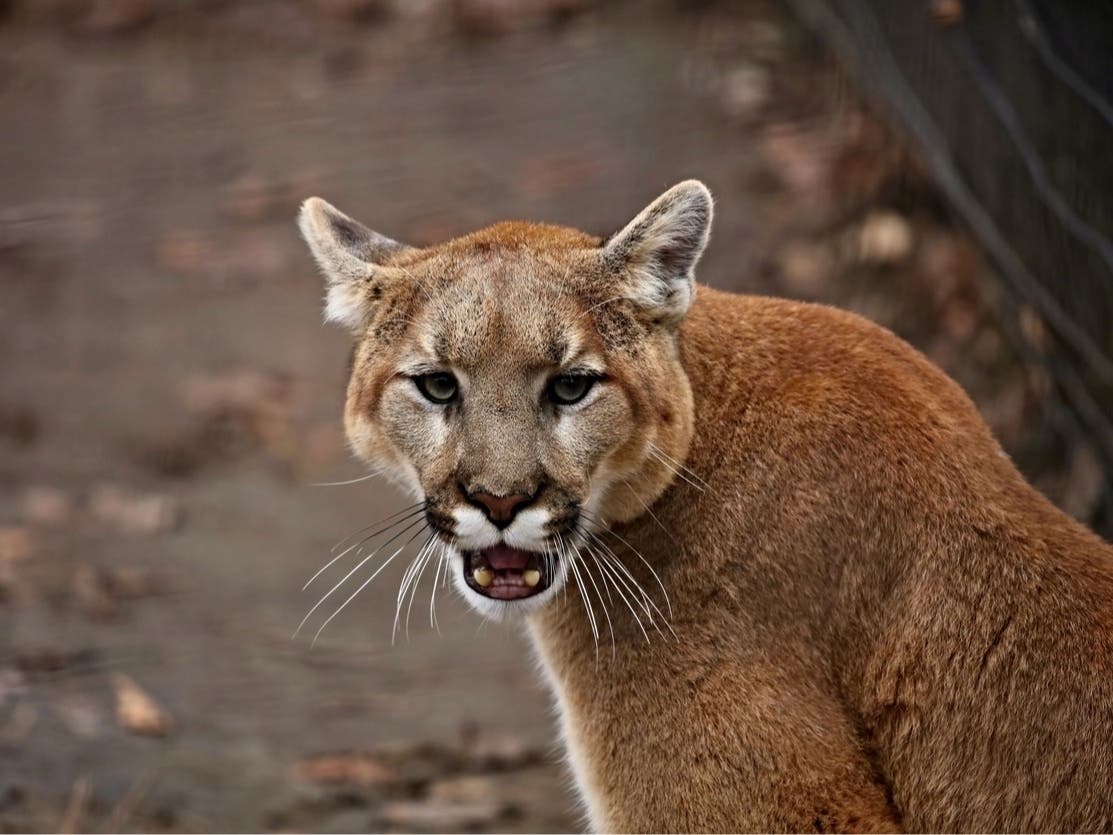 Girl, 11, Attacked By Mountain Lion In Malibu Yard Reports