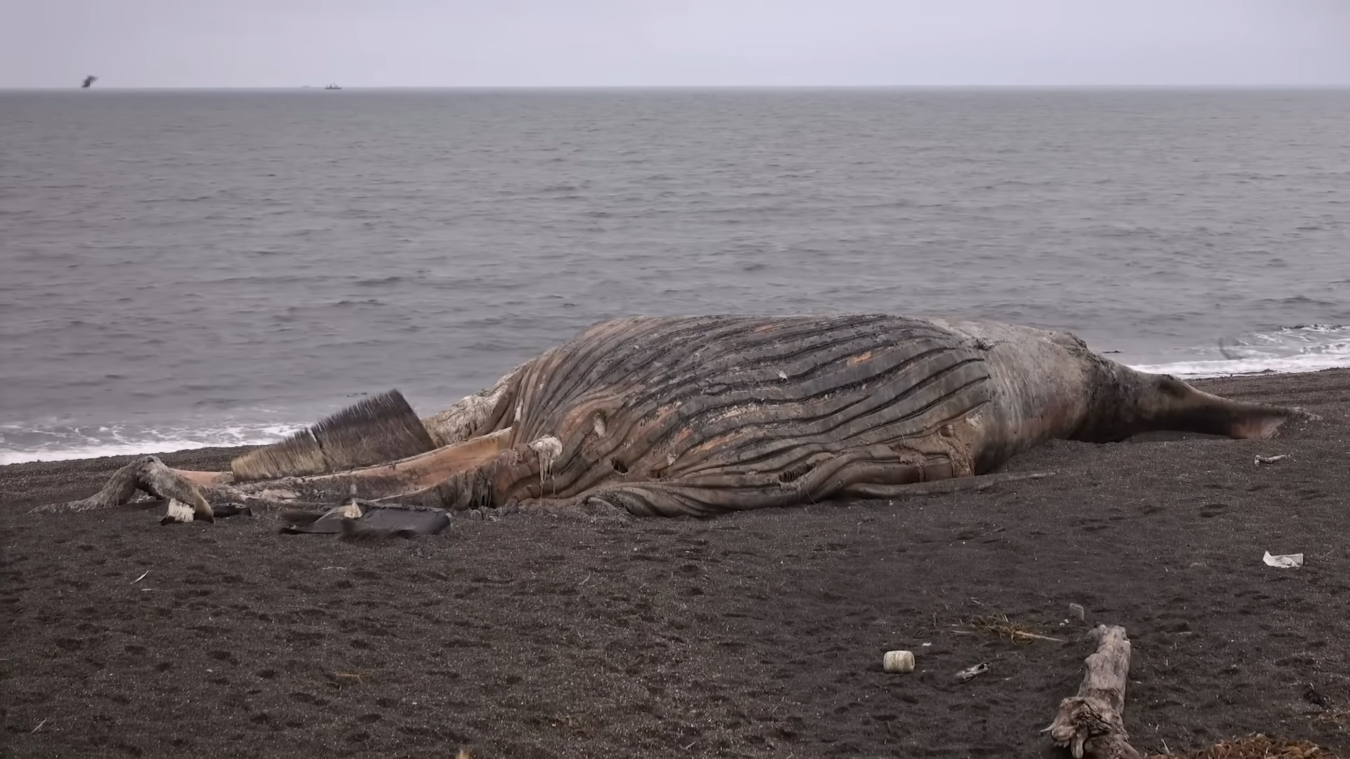 The Exploding Whale Incident – Oregon