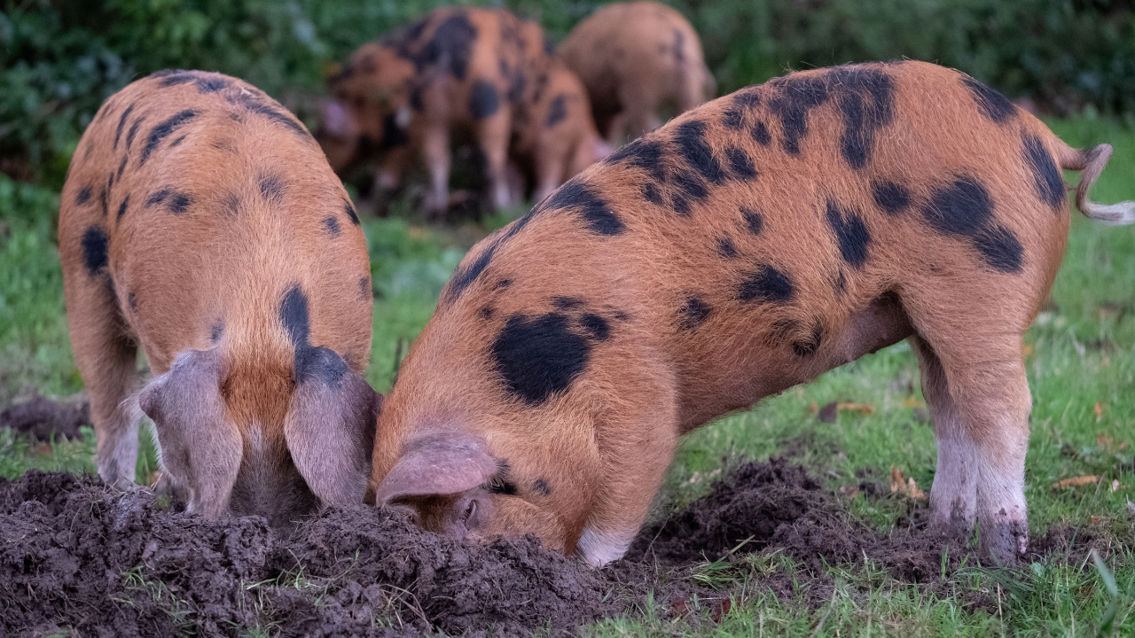 10 Farm Animal Habits That’ll Make You Question Everything