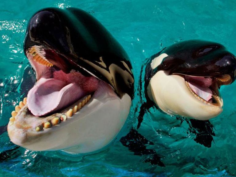 Jessica Radcliffe Orca Attack: The Disturbing Truth Behind The Viral Video! - pnedz9d
