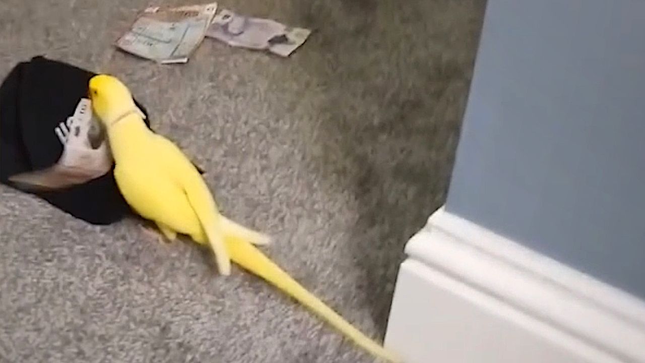 Pet parrot helps UK police bust drug gang(01)