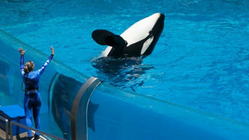 Klaim viral pelatih orca Jessica Radcliffe tewas ditelan orca pada 2025