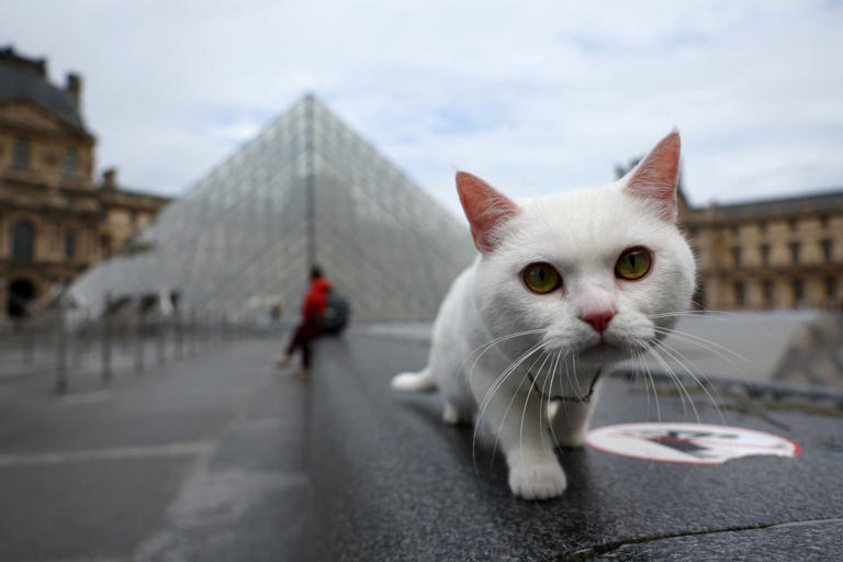 Cats develop dementia like humans and may hold clues to treating it(02)