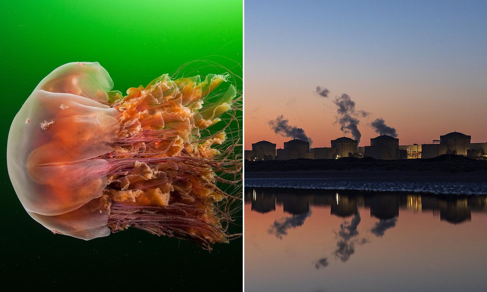 Swarm of jellyfish shut down massive nuclear plant in France