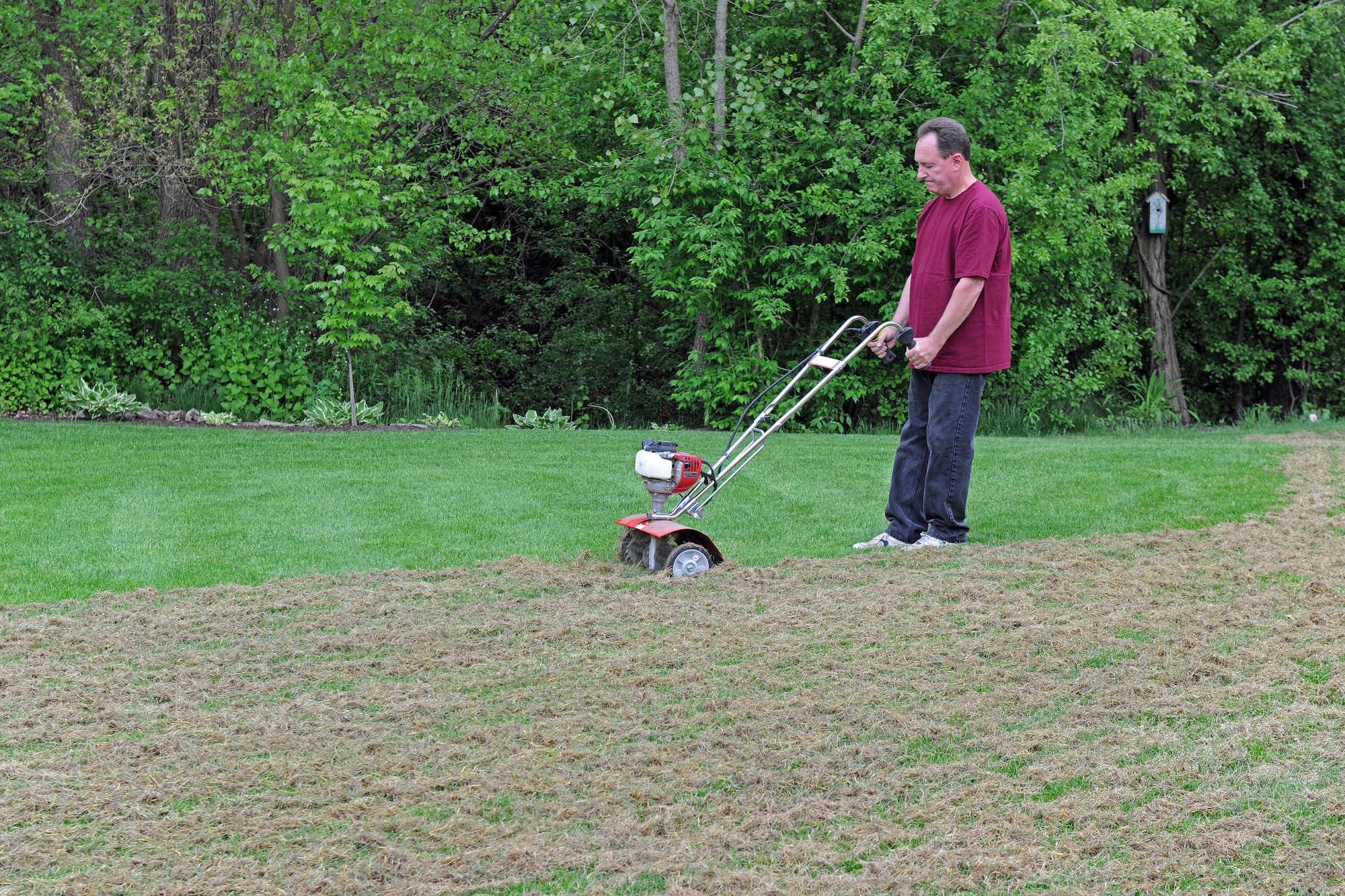 How To Dethatch Lawn: Essential Steps For Healthier Grass