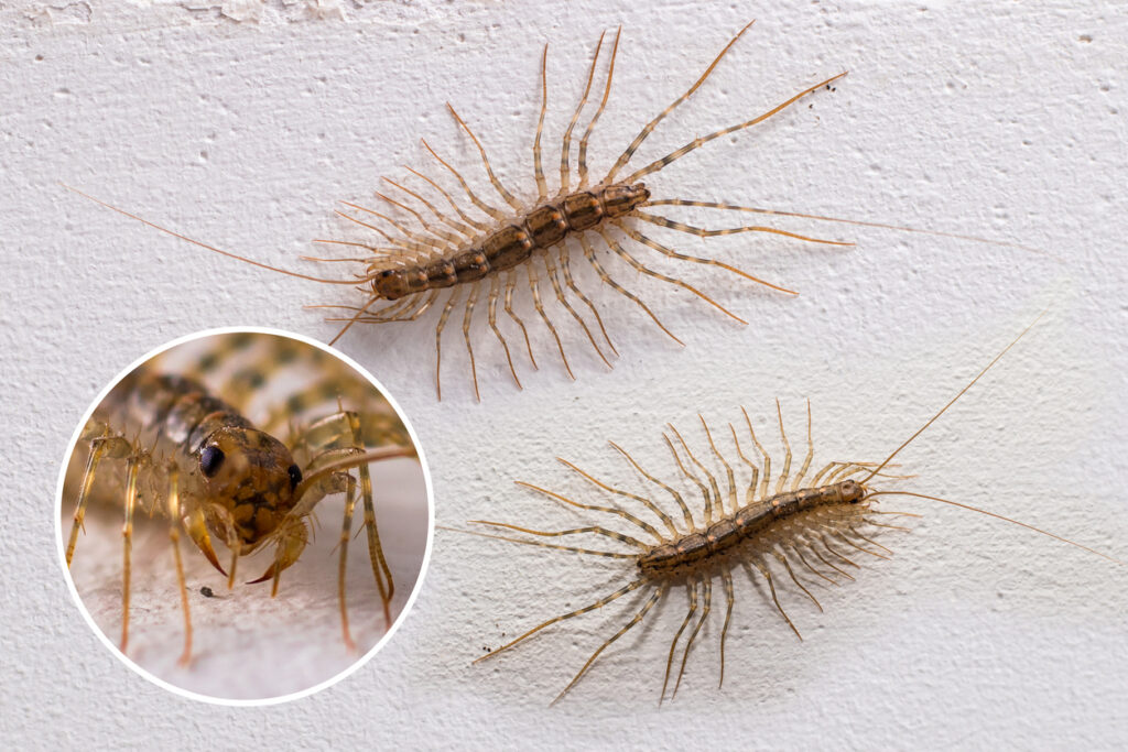 12 Weirdest-Looking Bugs That Are Harmless (But Still Horrifying)