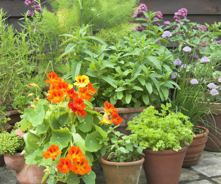 5 plants that attract ladybugs and bring them to your garden in droves ...
