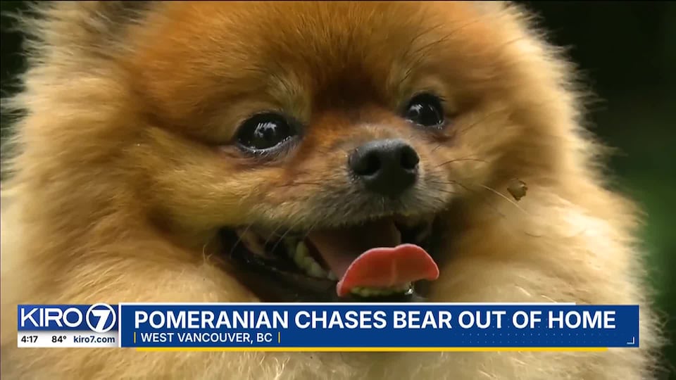VIDEO Pomeranian chases bear out of home
