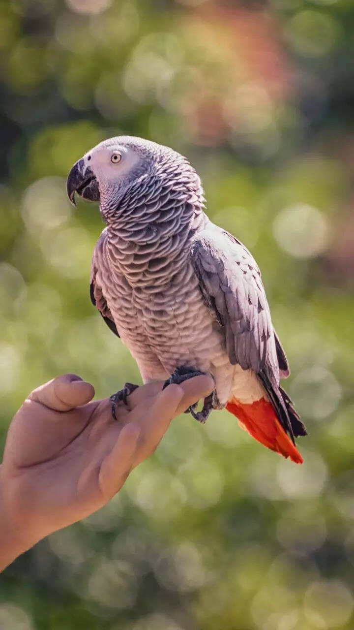 10 things to know before getting an African Grey Parrot as pet