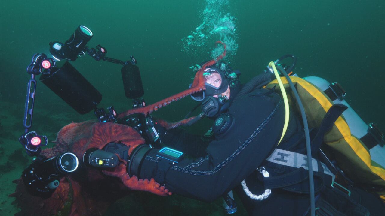 #TheMoment a giant Pacific octopus grabbed a camera and took a selfie