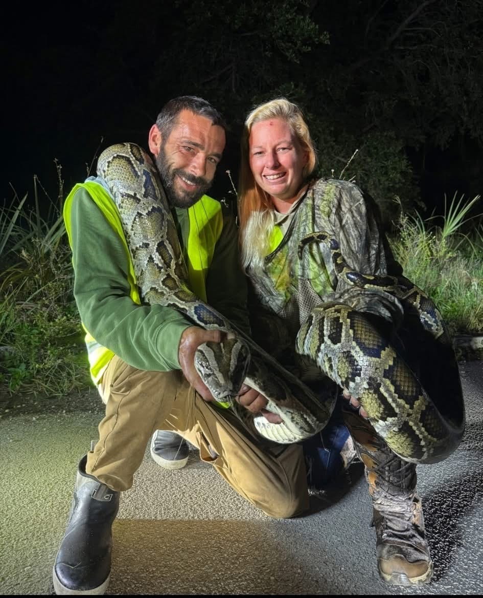 Python hunter's one-month killing spree sets new standard for snake ...