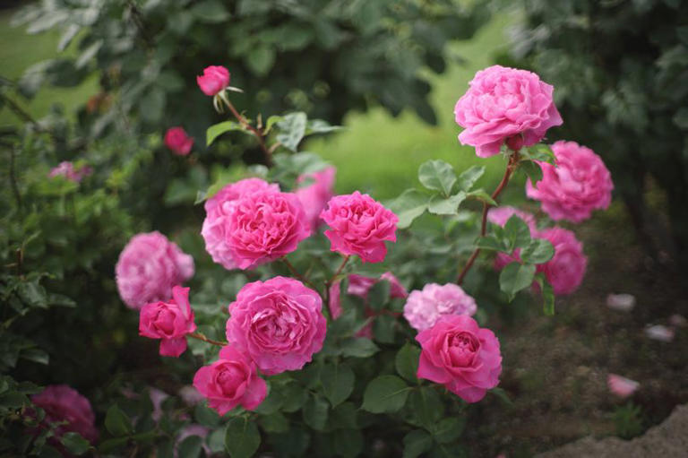 Devon gardeners told to perform simple task in August to make roses ...