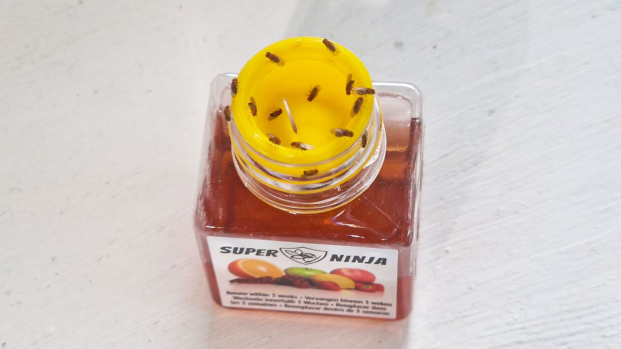 This $7 trap just rid my kitchen of a fruit fly infestation, and now I ...