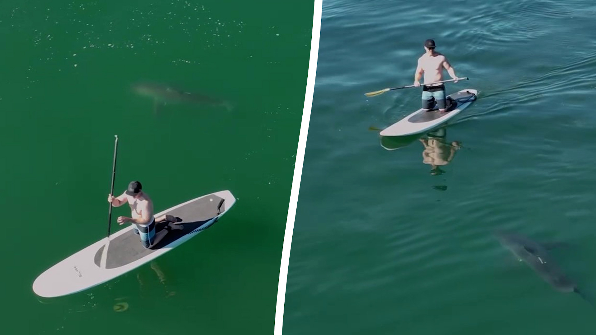 Great white shark circles paddleboarder in drone video