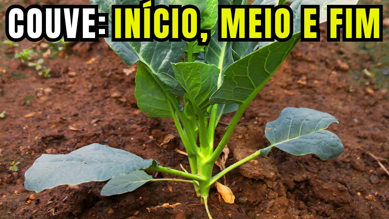 Como Plantar Couve em Casa: A Melhor Forma do Mundo