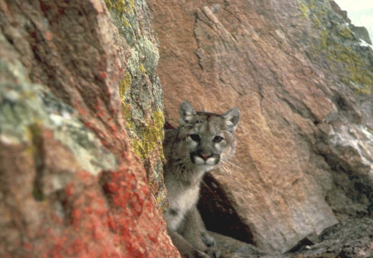 Mountain lion attacks 11yearold girl at home in Malibu, California(00)
