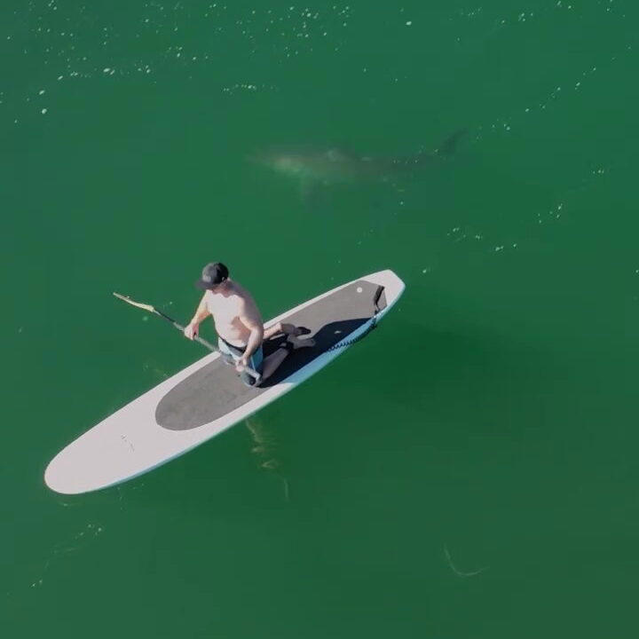 Drone captures moment great white shark stalks paddleboarder(01)