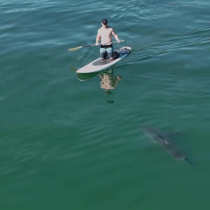 Drone captures moment great white shark stalks paddleboarder