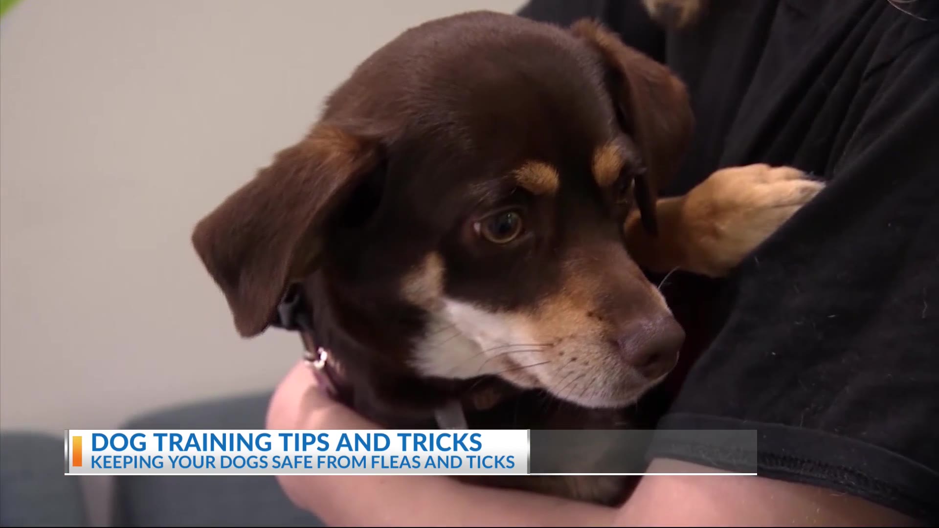 dog-training-tips-and-tricks