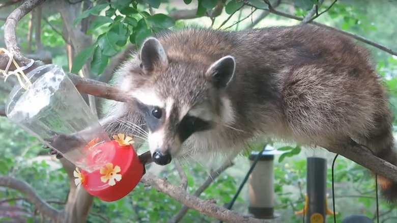 Do Raccoons Eat Bird Seed? Surprising Facts Revealed!