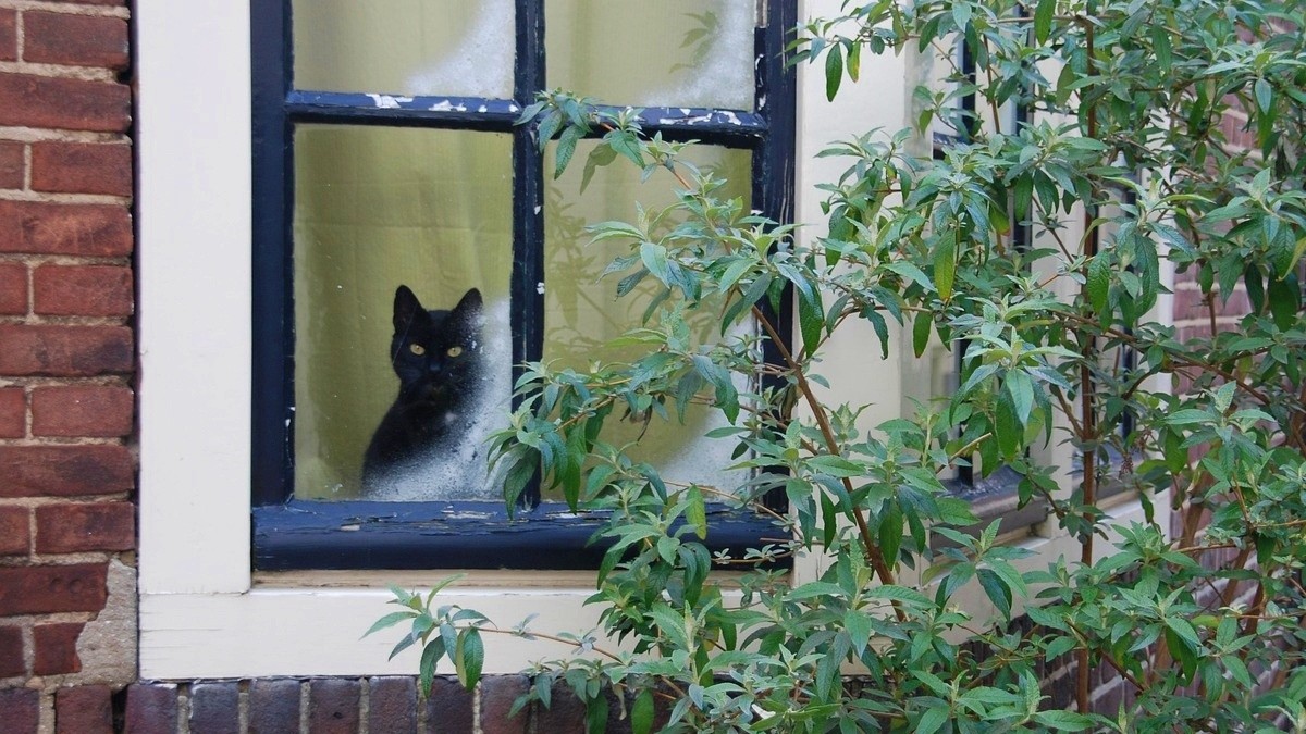 10 cat breeds that suffer if left alone for too long