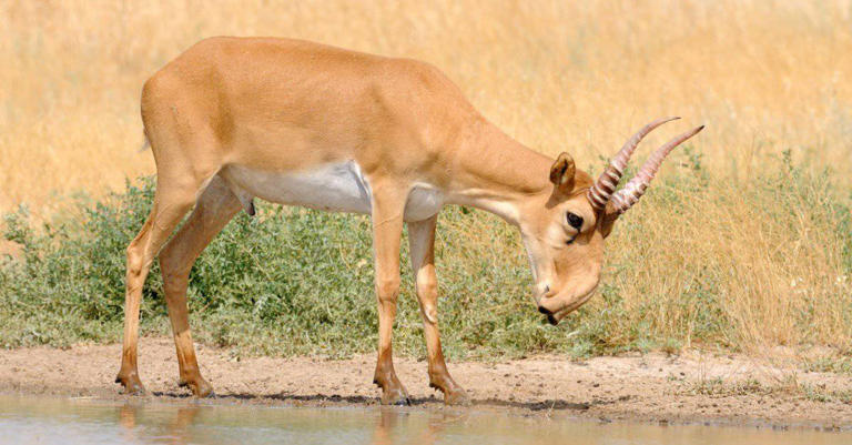 This ice age animal is still alive today thanks to its bizarre ...