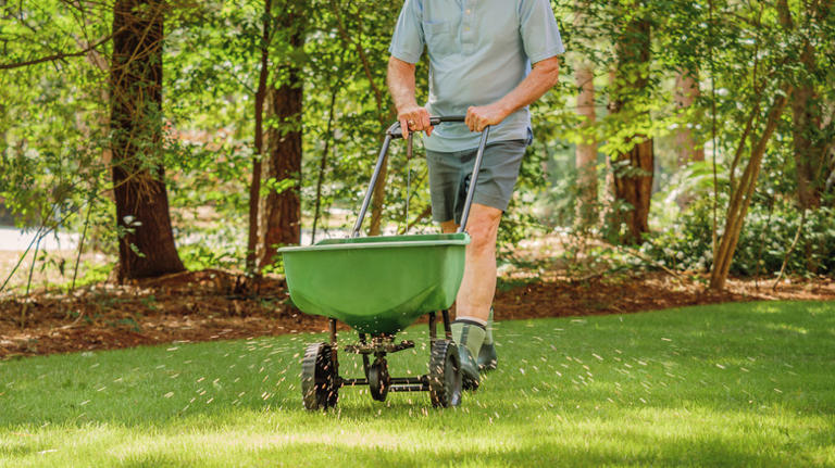 Man spreads a fertilizer blend over his lawn.