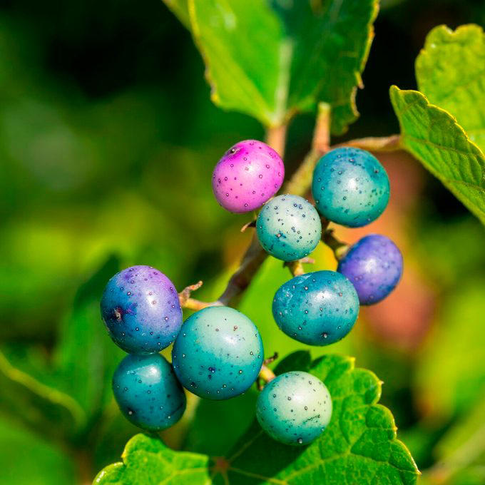 Porcelain Berry and Moonseed vs Wild Grape: Plant ID