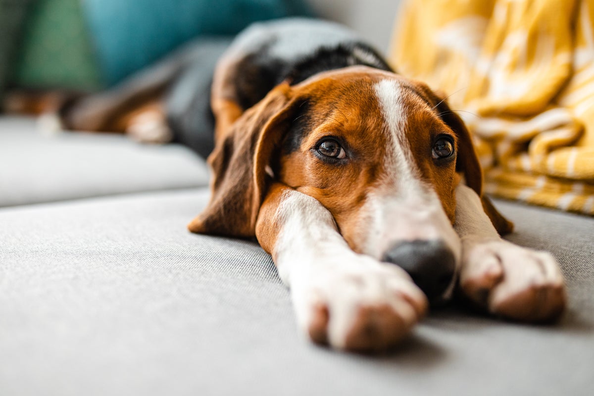 Three games to strengthen the bond between dogs and their owners