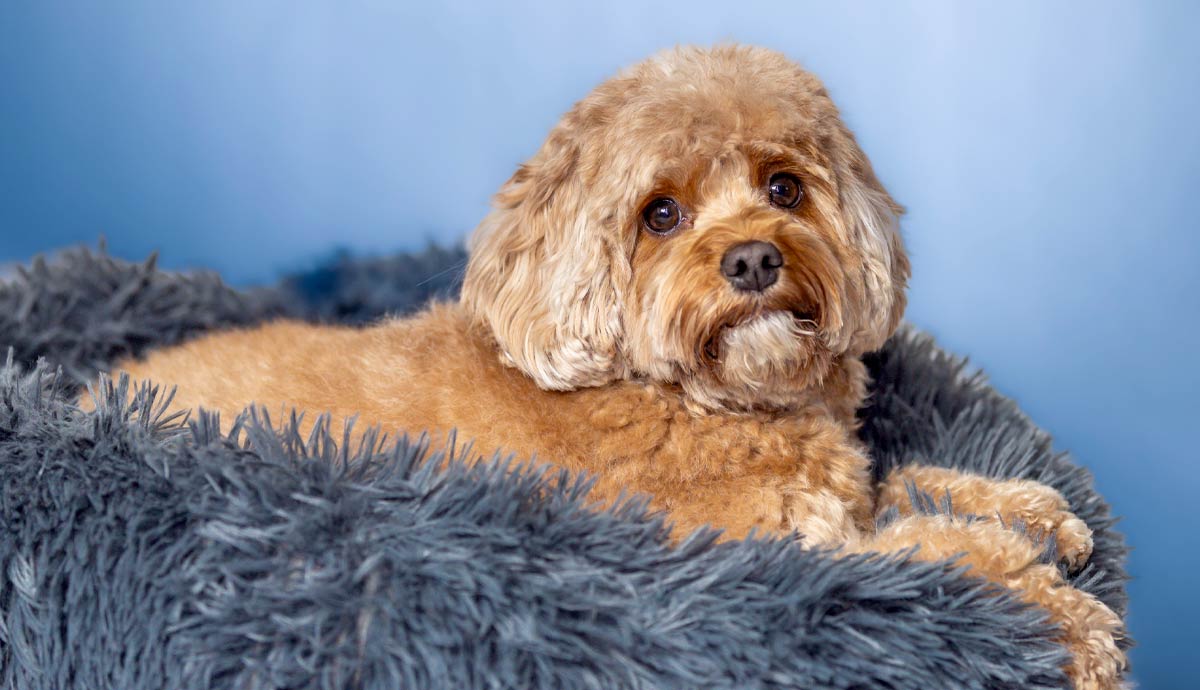 Are Doodle Mixes Actually Healthier Than Purebreds?