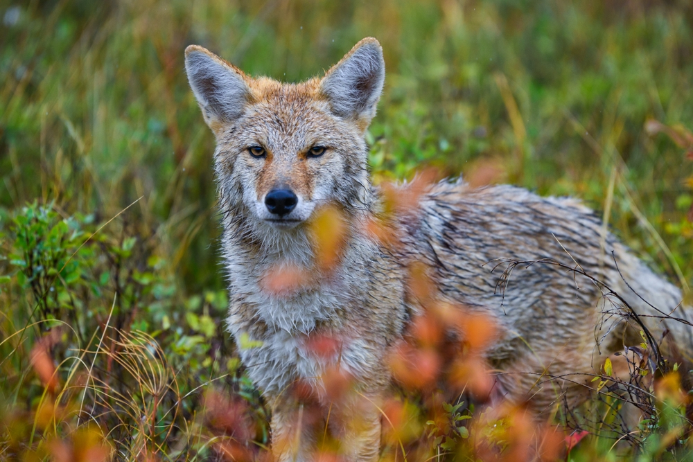 Coyotes Can't Tolerate and Stay Far Away From These 13 Animals