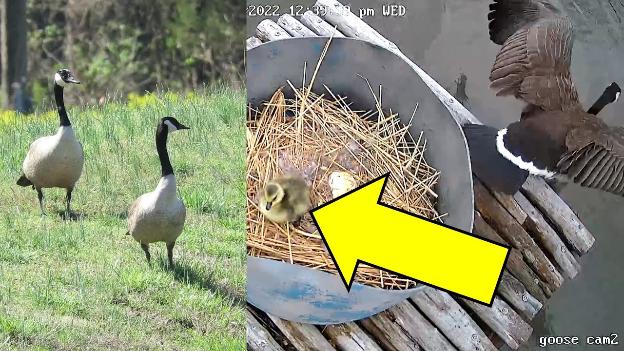 When the Goose Platform Worked — DIY Success & Goslings Hatching!