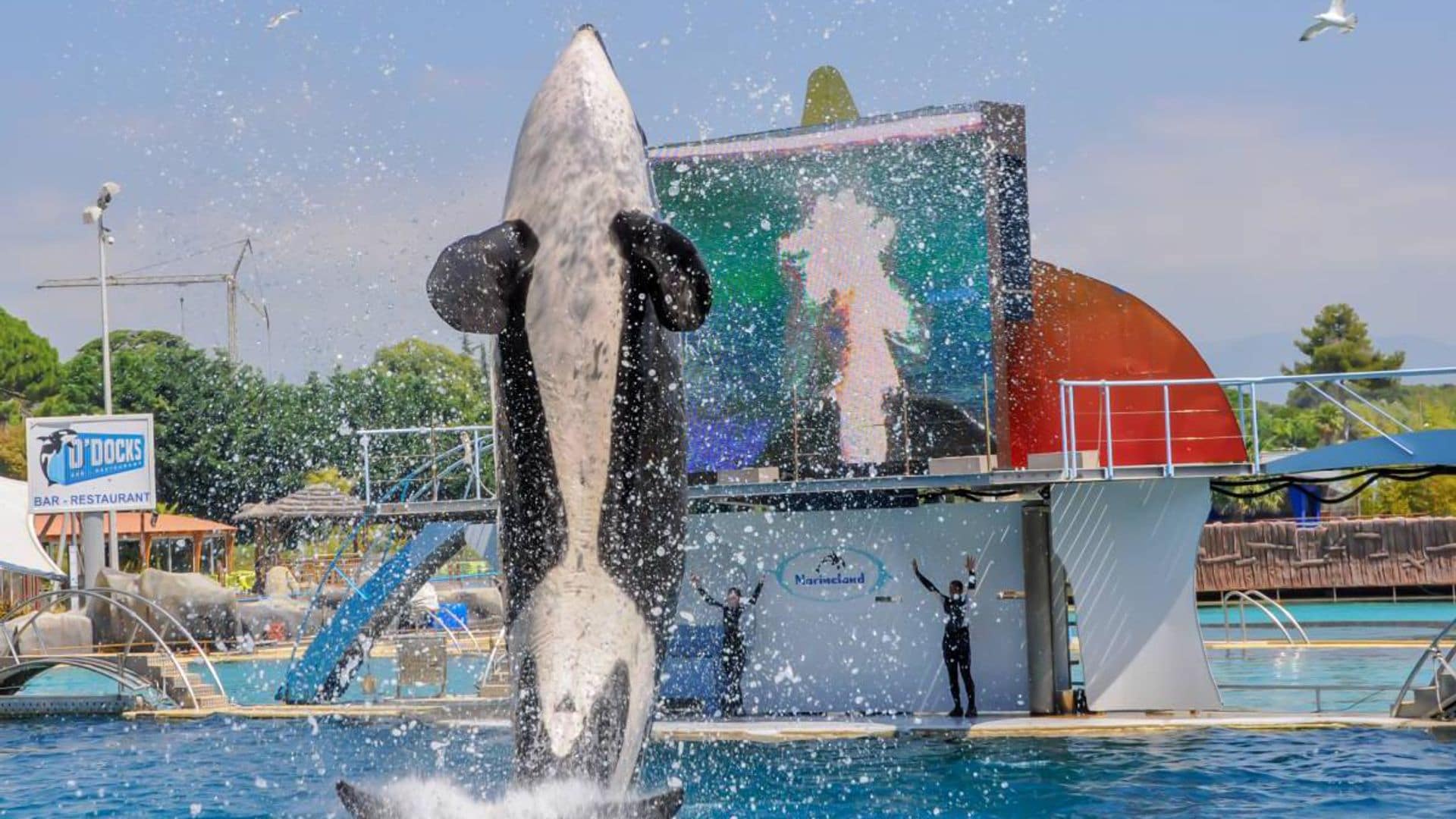 Mató Una Orca A La Entrenadora Jessica Radcliffe La Verdad Tras La