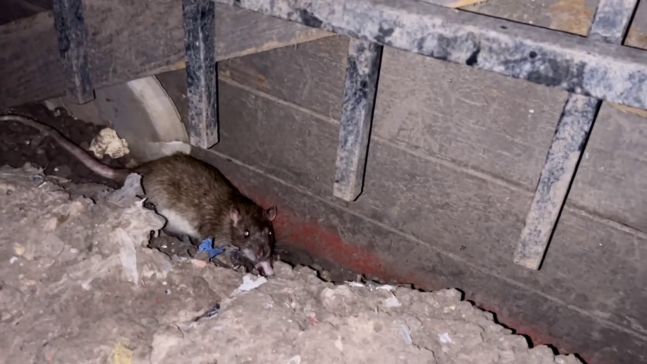 Residents Report Rat Infestation in Asa Sul Apartments - News Directory 3