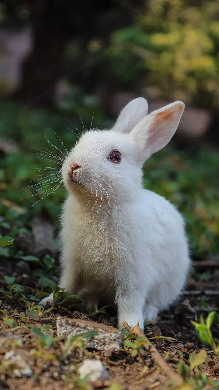 10 things to know before getting a pet rabbit
