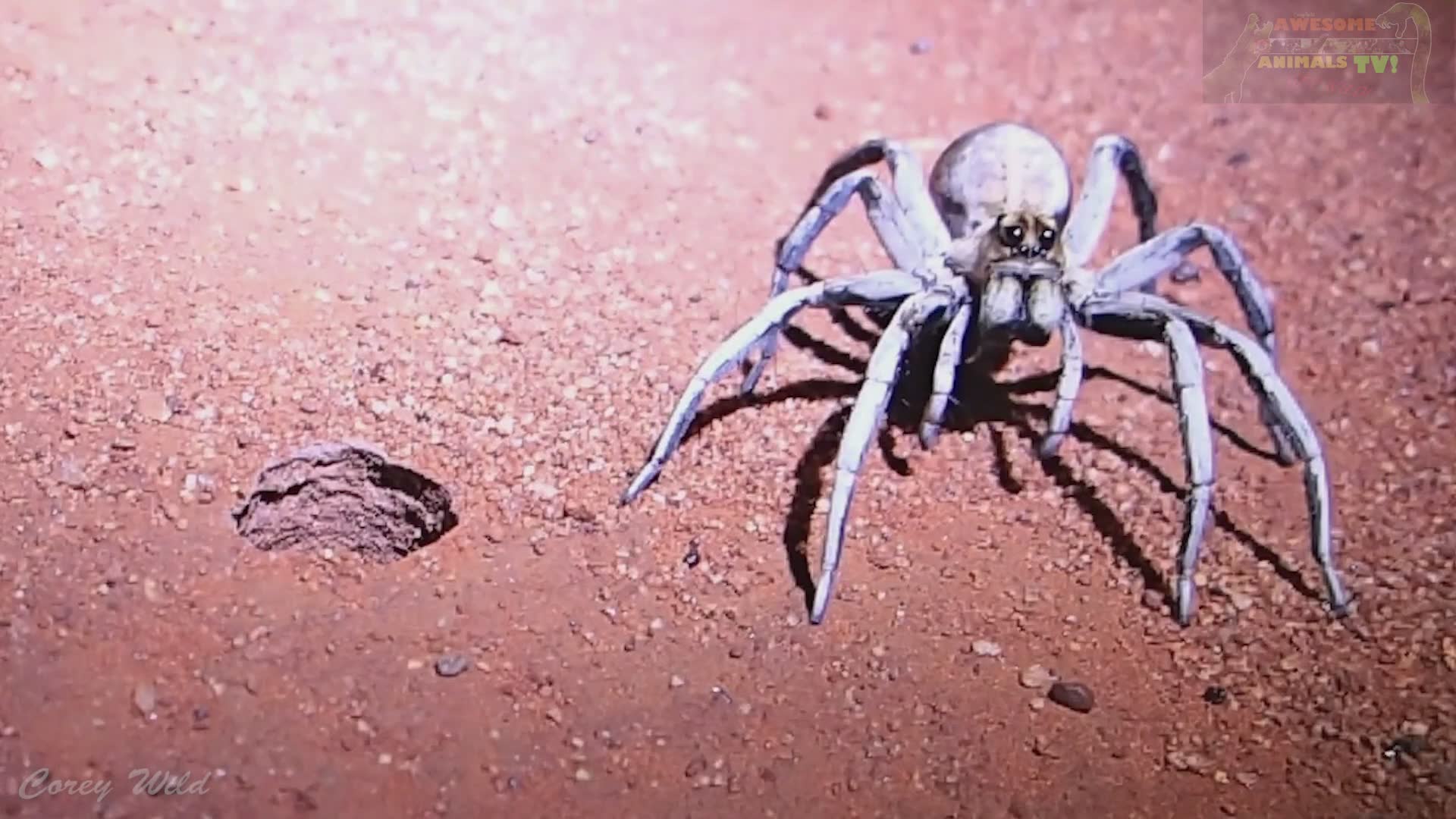 Spider ambush | Be aware of these holes in the ground