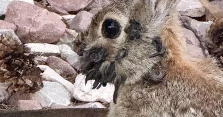 Experts issue warning as infected ‘Frankenstein’ rabbits with ...