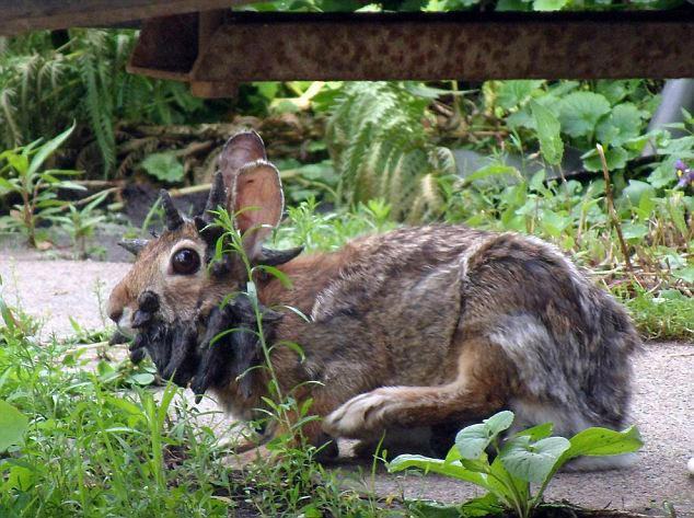 frankenstein rabbits with tentacles spotted in the US