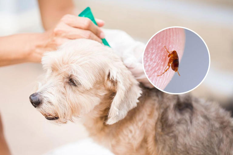 Can Dog Get Bed Bugs: Truths Every Pet Owner Must Know